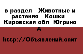  в раздел : Животные и растения » Кошки . Кировская обл.,Югрино д.